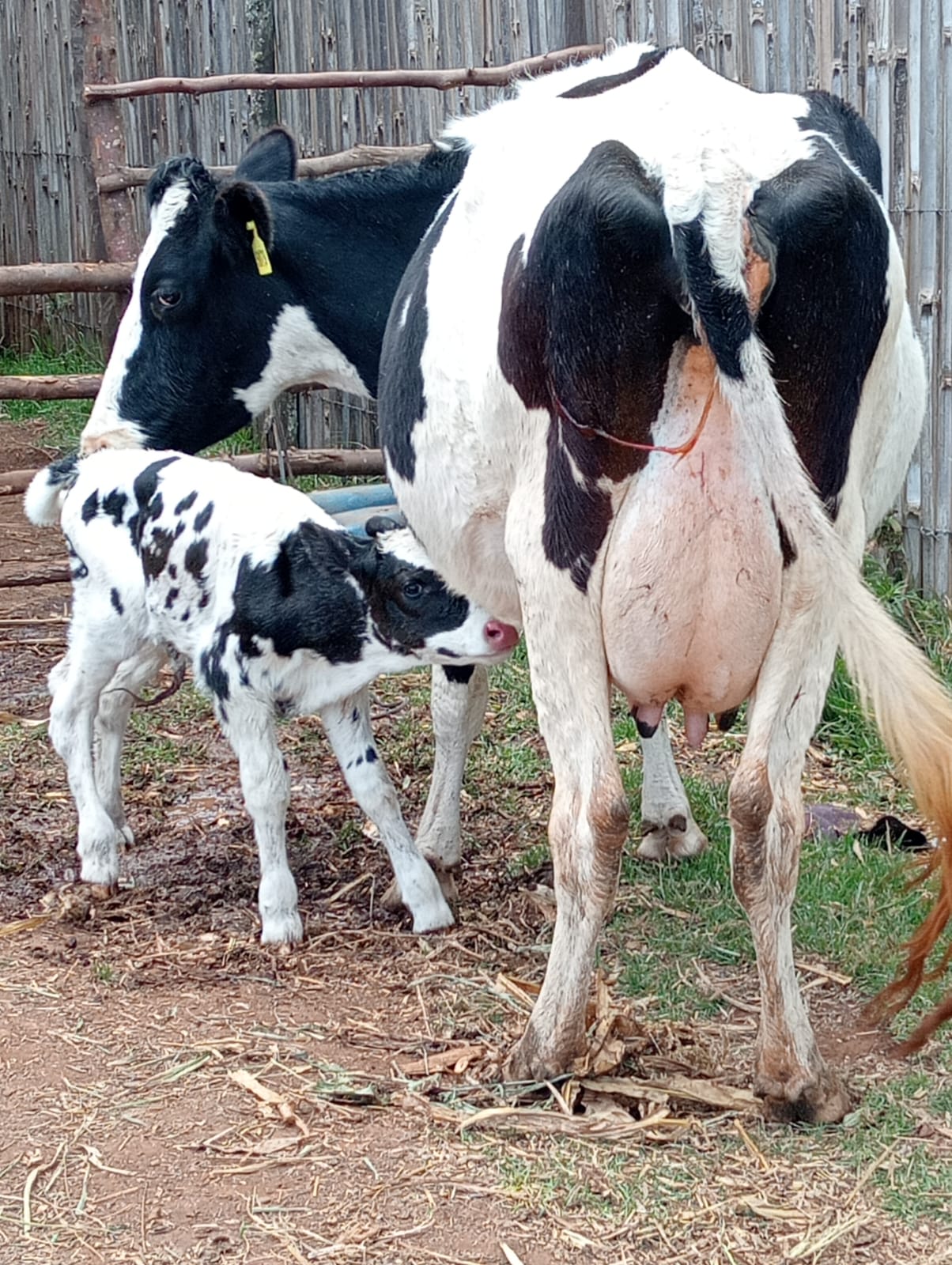 FRIESIAN SECOND CALVER HIGH MILK YIELD