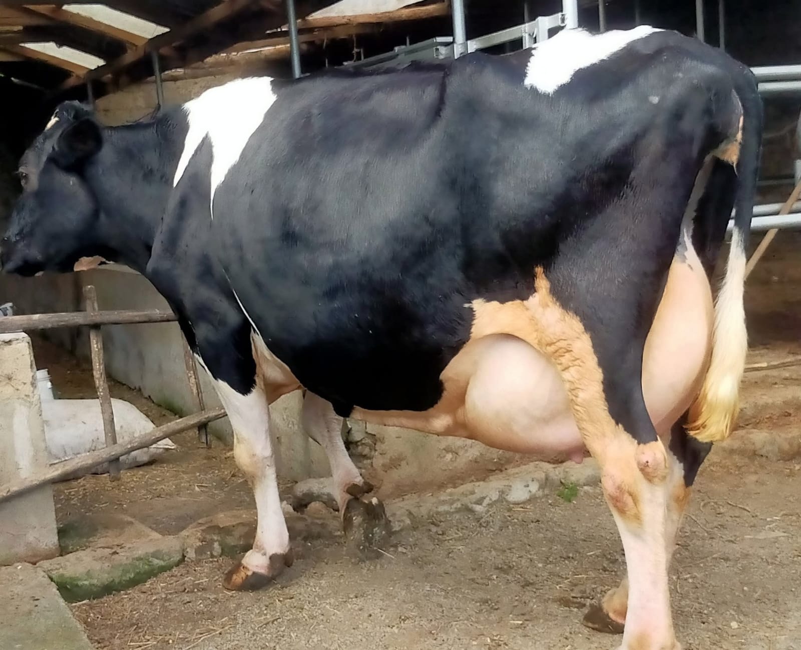FRIESIAN SECOND CALVER IN-CALF 8 MONTHS
