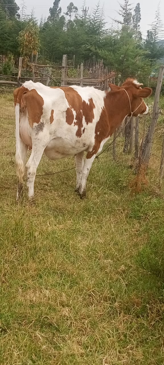 FRIESIAN HEIFER IN-CALF 8 MONTHS